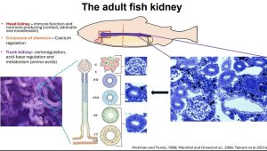 Cálculos renales en peces: un nuevo estudio revela el rol del CO₂ y la temperatura en la nefrocalcinosis acuícola