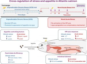 Descifran el diálogo neuroendocrino que regula la alimentación en el salmón del Atlántico