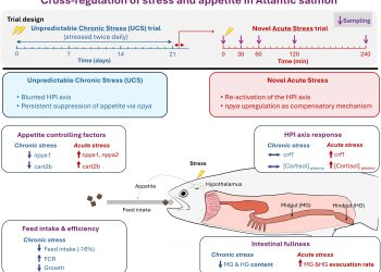 Descifran el diálogo neuroendocrino que regula la alimentación en el salmón del Atlántico