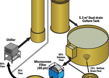 Procesos unitarios y dirección del flujo de agua de un sistema de recirculación acuícola (RAS) individual y replicado. Créditos: Estudio,
