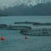 Subpesca se suma a la Semana Mundial contra la RAM 2025