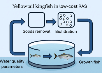 Criar peces en el desierto: el RAS de bajo costo que impulsa el cultivo de Seriola lalandi en Chile