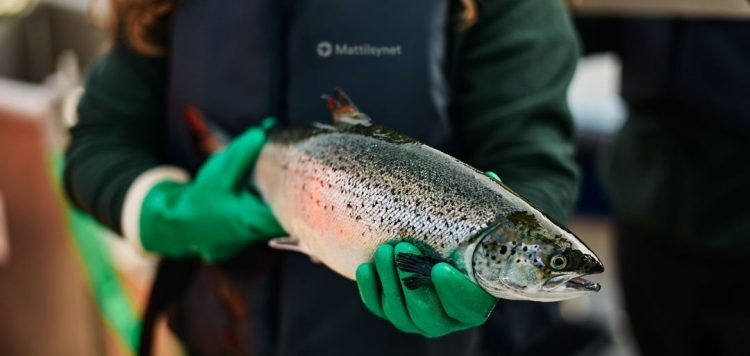 Alerta sanitaria en Noruega: sospecha de ISA activa restricciones en centro salmonero