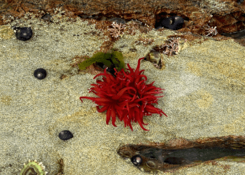 Anémonas marinas contra el biofouling: la química natural que podría frenar especies invasoras