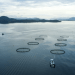 Noruega abre sus datos del salmón: nuevo portal promete transparencia total en la acuicultura