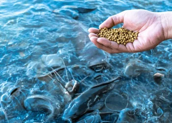 UE aprueba uso de metionina de cromo en salmónidos