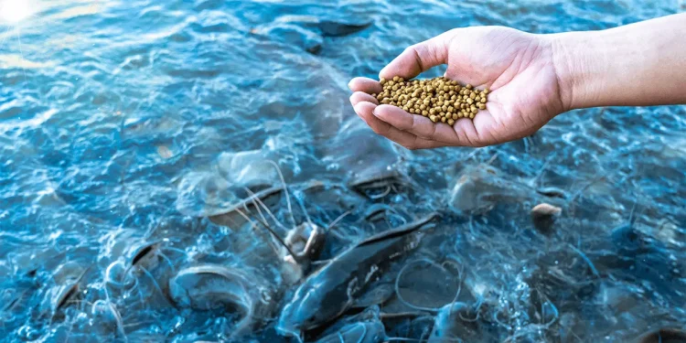 UE aprueba uso de metionina de cromo en salmónidos