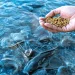UE aprueba uso de metionina de cromo en salmónidos