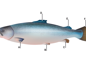 Las aletas del salmón bajo la lupa: claves anatómicas para la necropsia y el bienestar animal