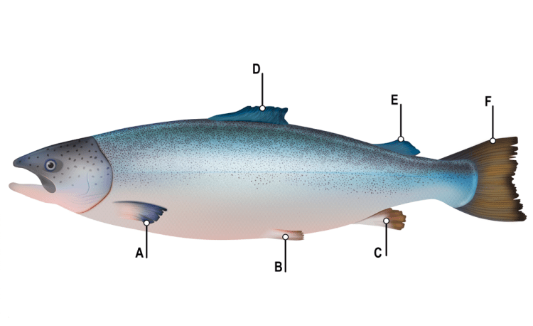 Las aletas del salmón bajo la lupa: claves anatómicas para la necropsia y el bienestar animal