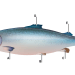 Las aletas del salmón bajo la lupa: claves anatómicas para la necropsia y el bienestar animal