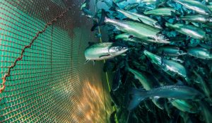 El aliado secreto del cortisol: cómo la adrenalina reescribe la fisiología del estrés en el salmón del Atlántico