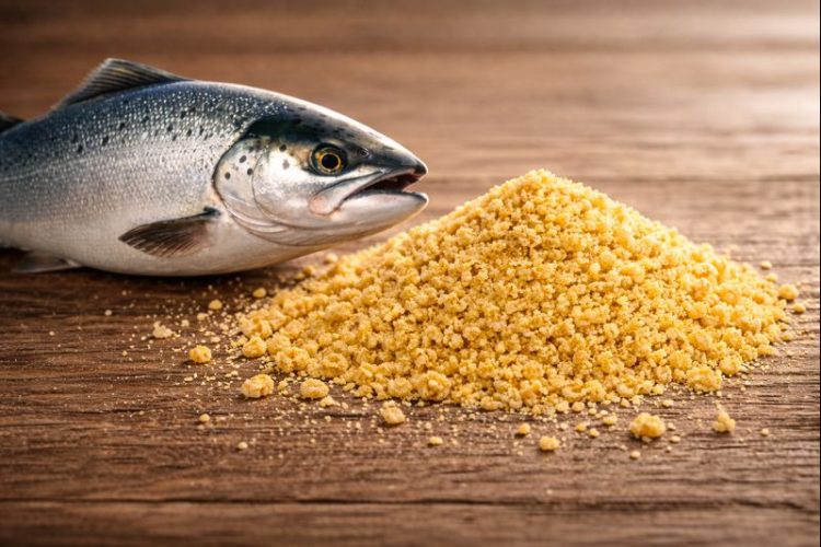 Cuando la biotecnología entra en la dieta del salmón: levadura Torula como aliada para una acuicultura más sostenible