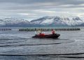 Cermaq sella megacompra de Grieg y reconfigura la salmonicultura global