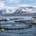 Islandia pone en consulta una nueva ley para transformar su acuicultura