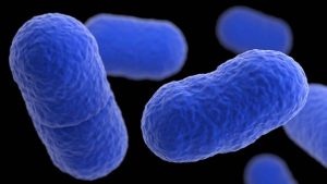 ¿Por qué cuesta llevar la bioprotección del laboratorio a la industria del salmón listo para consumir?