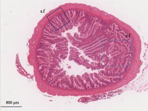 ¿Puede la suplementación dietaria con L-arginina proteger el intestino del salmón frente al estrés térmico?