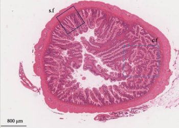 ¿Puede la suplementación dietaria con L-arginina proteger el intestino del salmón frente al estrés térmico?