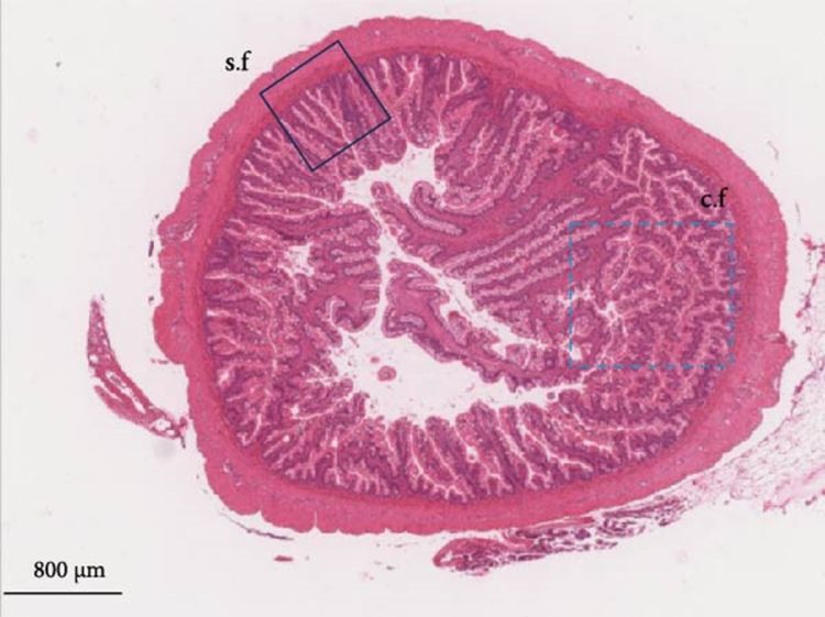 ¿Puede la suplementación dietaria con L-arginina proteger el intestino del salmón frente al estrés térmico?