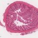 ¿Puede la suplementación dietaria con L-arginina proteger el intestino del salmón frente al estrés térmico?