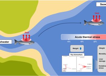 Cuando el agua se calienta demasiado: el límite térmico que pone en riesgo al salmón del Atlántico