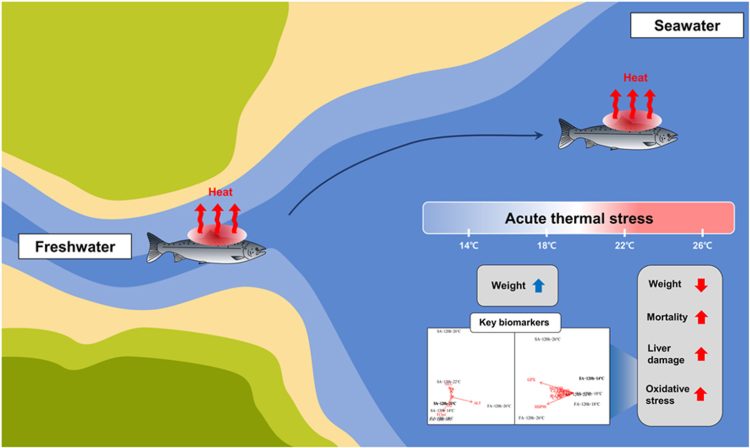 Cuando el agua se calienta demasiado: el límite térmico que pone en riesgo al salmón del Atlántico