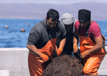 Tecnología modernizará la acuicultura de pequeña escala en Coquimbo