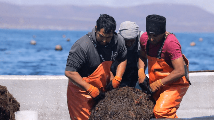 Tecnología modernizará la acuicultura de pequeña escala en Coquimbo