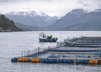 Plan costero indígena en Los Lagos reabre tensiones entre el Estado y sectores productivos