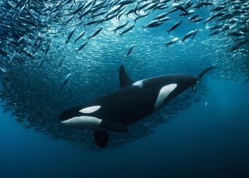 Nueva ofensiva global busca llevar la protección de los océanos del compromiso a la acción