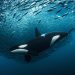 Nueva ofensiva global busca llevar la protección de los océanos del compromiso a la acción