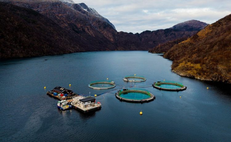 Mowi consolida su liderazgo tecnológico: Duplicará su capacidad de producción en jaulas cerradas para 2026