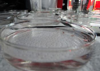 Inteligencia artificial contra Caligidosis: UACh impulsa una nueva era de salmonicultura sostenible