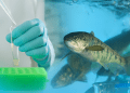 Ciencia en la frontera: Los centros de investigación del salmón