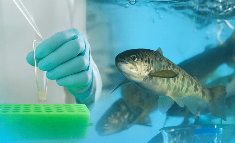 Ciencia en la frontera: Los centros de investigación del salmón