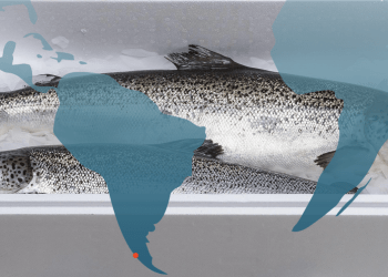 El salmón chileno vuelve a escalar: exportaciones crecen y el producto se afirma como pilar de la economía