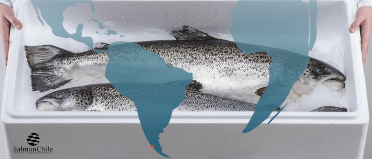 El salmón chileno vuelve a escalar: exportaciones crecen y el producto se afirma como pilar de la economía