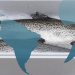 El salmón chileno vuelve a escalar: exportaciones crecen y el producto se afirma como pilar de la economía