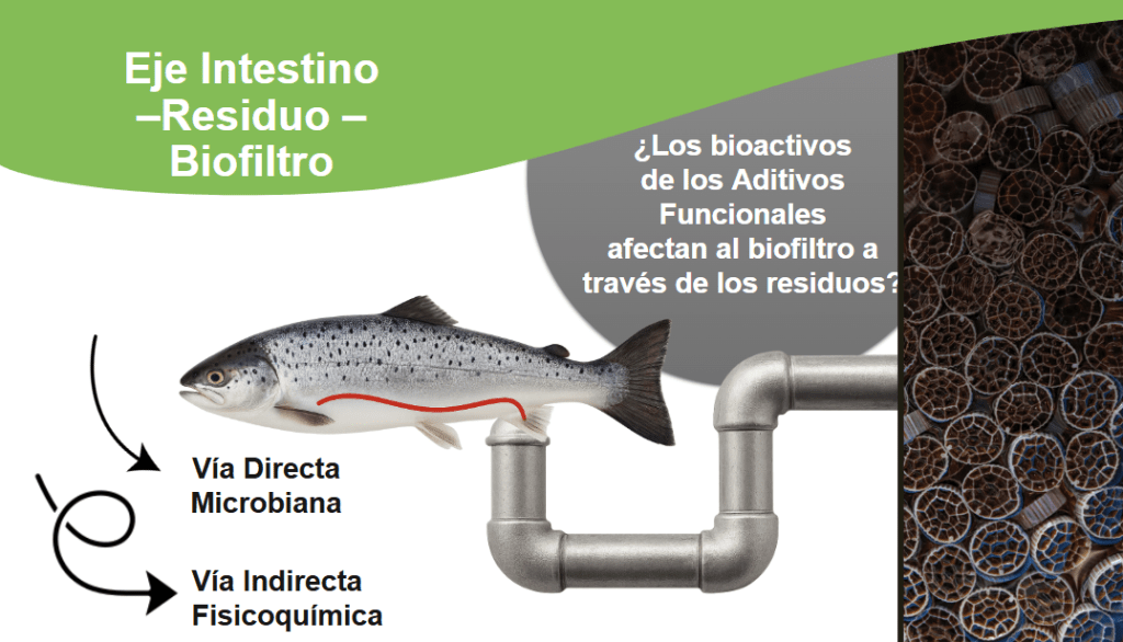 Aditivos funcionales en RAS: cómo mejorar la salud del pez sin comprometer el biofiltro