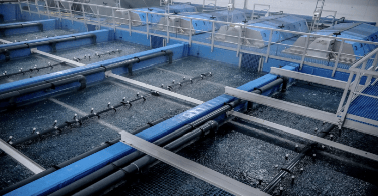 AKVA Group refuerza la ciencia y la documentación para optimizar la salud de los smolts en sistemas RAS
