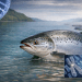 Genes que adelantan el reloj: cómo la genética ayuda a frenar la maduración precoz del salmón del Atlántico