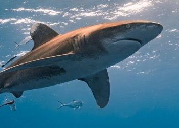 Susto en Chinquihue: aparece un tiburón, pero los expertos dicen que es buena señal