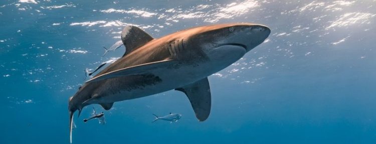 Susto en Chinquihue: aparece un tiburón, pero los expertos dicen que es buena señal