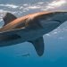 Susto en Chinquihue: aparece un tiburón, pero los expertos dicen que es buena señal