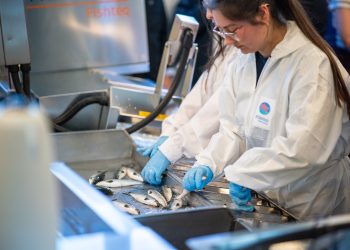Bienestar animal como estrategia productiva: el impacto de la vacunación automática en la salmonicultura chilena