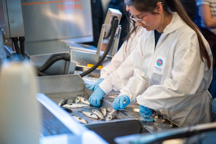 Bienestar animal como estrategia productiva: el impacto de la vacunación automática en la salmonicultura chilena