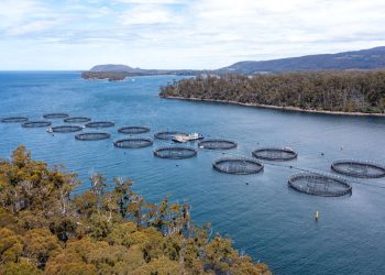 Foto: Tasmanian Independent Science Council