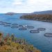 Mortalidades en salmón de Tasmania aumentan hacia fines de 2025, según datos regulatorios