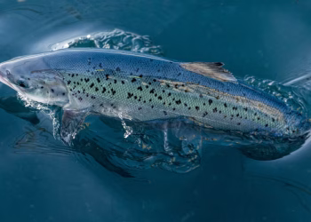 Andfjord Salmon rompe récords productivos y confirma solidez de su modelo en Kvalnes
