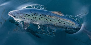 Andfjord Salmon rompe récords productivos y confirma solidez de su modelo en Kvalnes